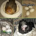 Desi Chicken Egg I দেশি মুরগির ডিম - 24p (Boxed) - Image 3